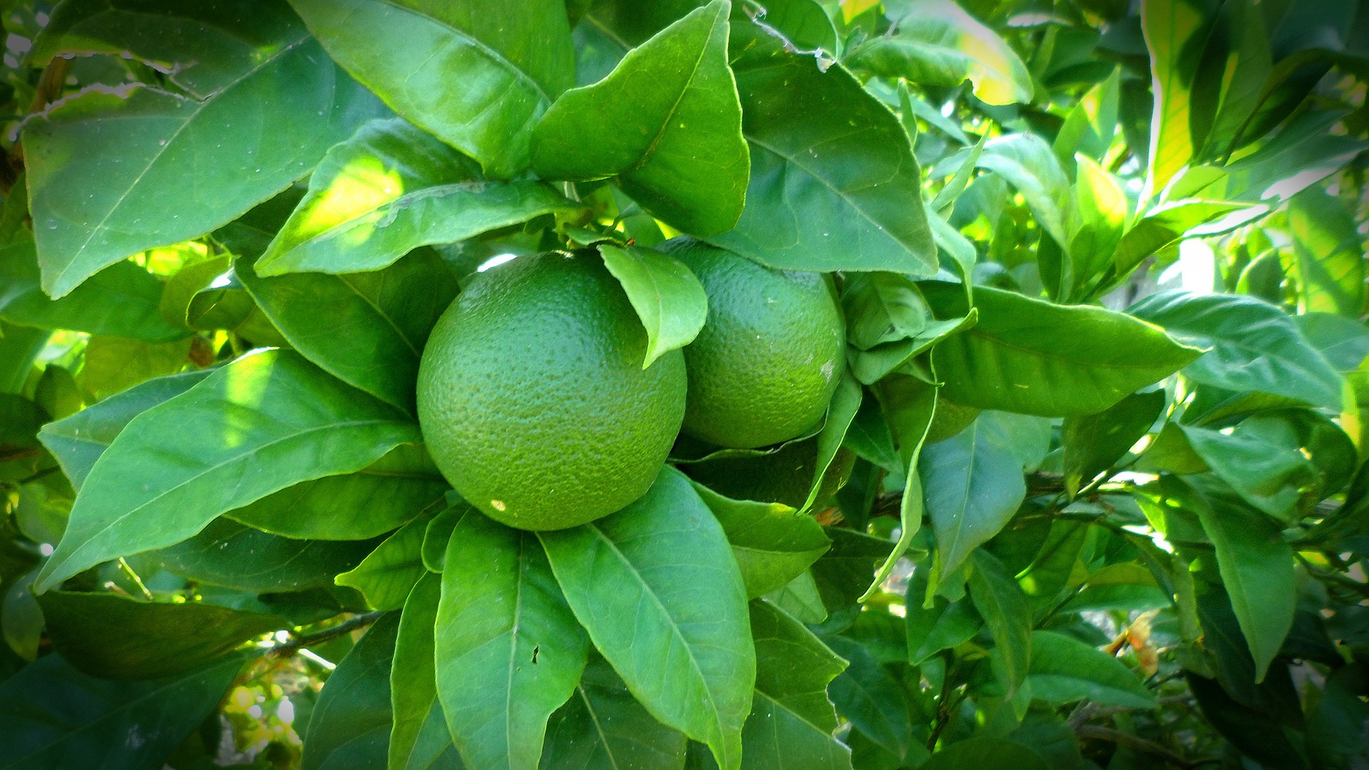 big green limes growing on tree, surrounded by green leaves
